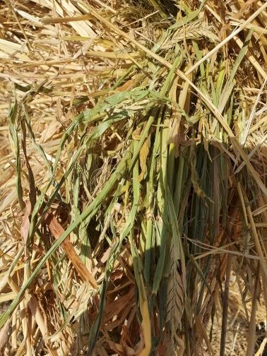 5 x 4 Round Bales of Barley Hay