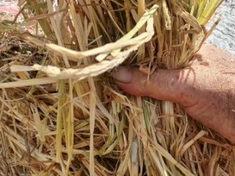 5 x 4 Round Bales of Barley Hay