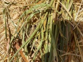 5 x 4 Round Bales of Barley Hay