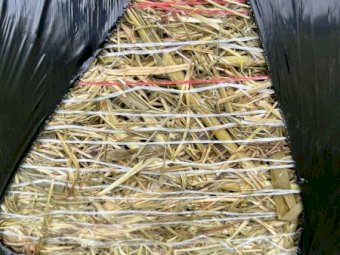 150 x Sudan Forage Sorghum Round Bales