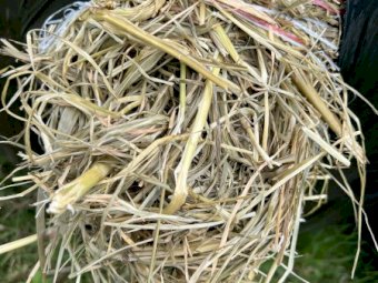 150 x Sudan Forage Sorghum Round Bales