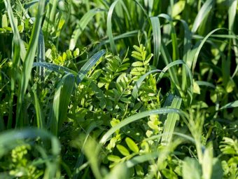 Barley-Vetch Seed Mix