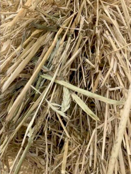 Beardless Barley Hay 8x4x3 Bales