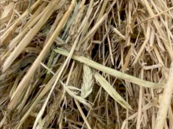 Beardless Barley Hay 8x4x3 Bales