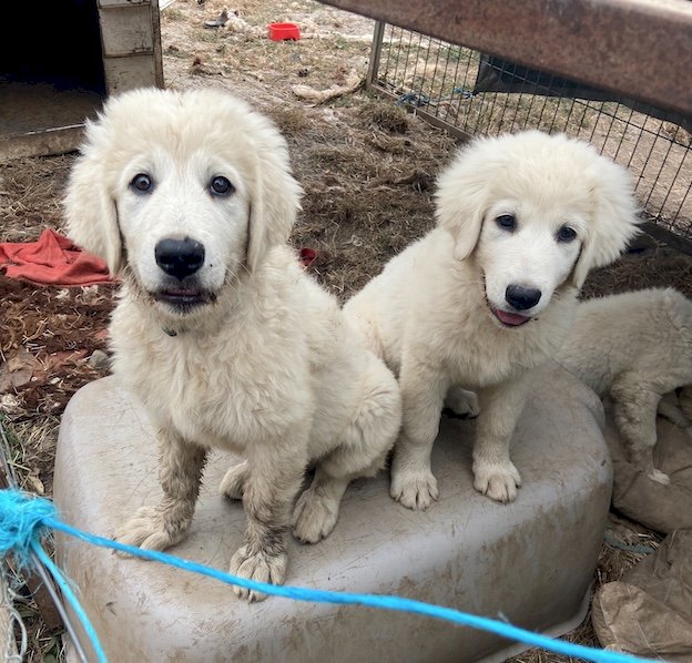 Maremma Puppies