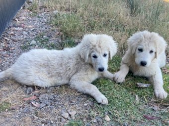 Maremma Puppies