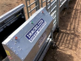 2019 Peak Hill sheep immobiliser