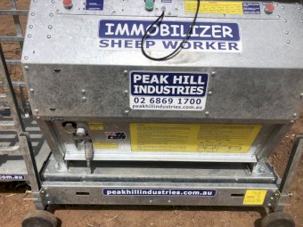 2019 Peak Hill sheep immobiliser