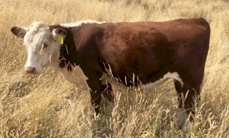 Teneriffe Poll Herefords Bull Catalogue