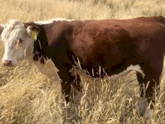 Teneriffe Poll Herefords Bull Catalogue