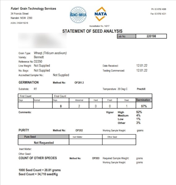 Wheat Seed Dual Purpose Awnless Variety