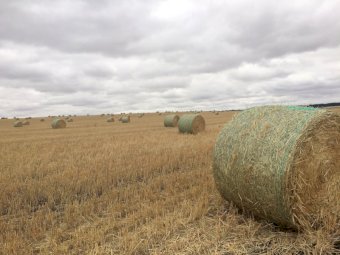 Wheaten Straw 5x4 Round Bales