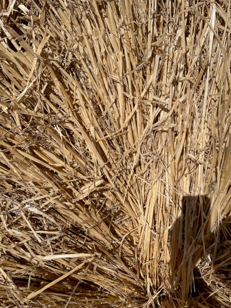 Clean Bright Barley and Wheaten Straw