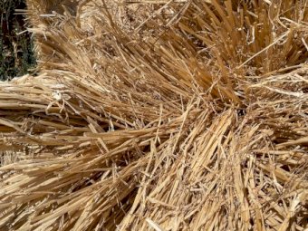 Clean Bright Barley and Wheaten Straw