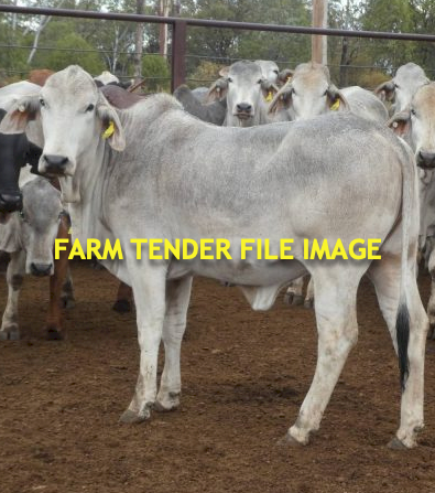 WANTED  3-4 Young Heifers