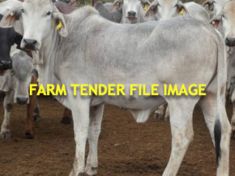 WANTED  3-4 Young Heifers