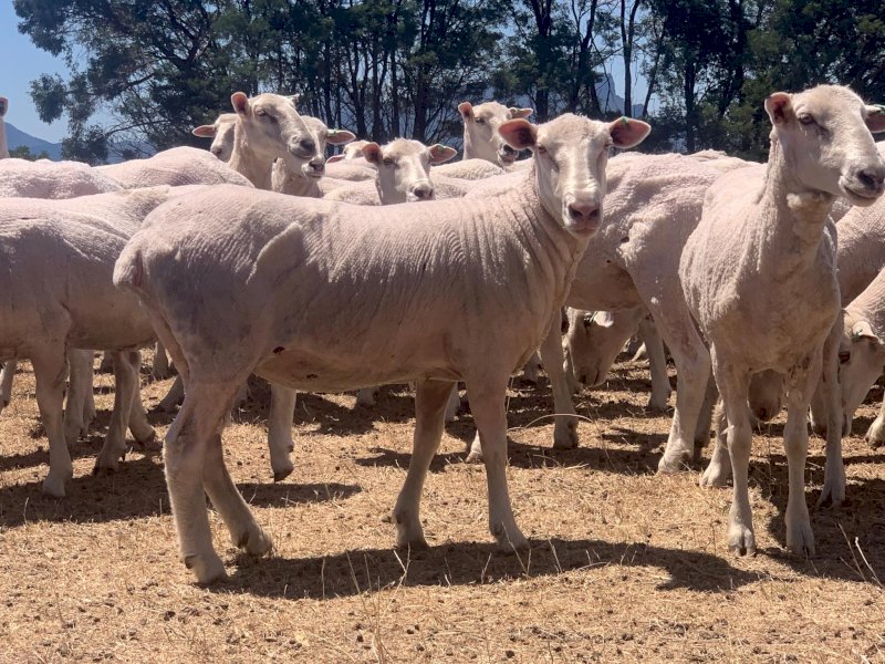 530 First Cross Ewes