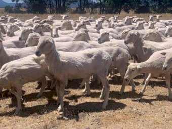 530 First Cross Ewes