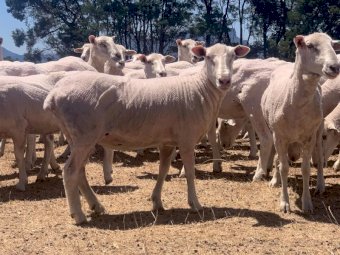 530 First Cross Ewes