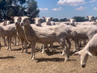 530 First Cross Ewes