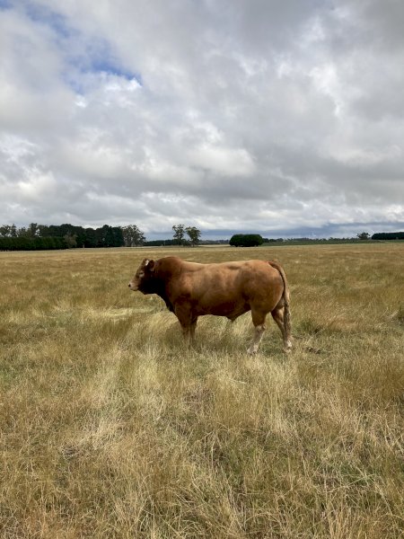 Limousin Bull