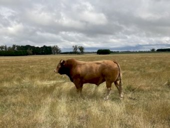Limousin Bull