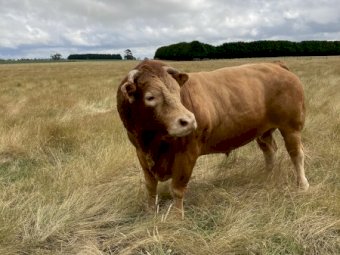 Limousin Bull