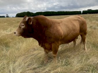 Limousin Bull