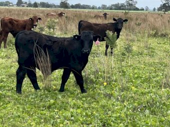 Wanted 20 Mixed sex weaners