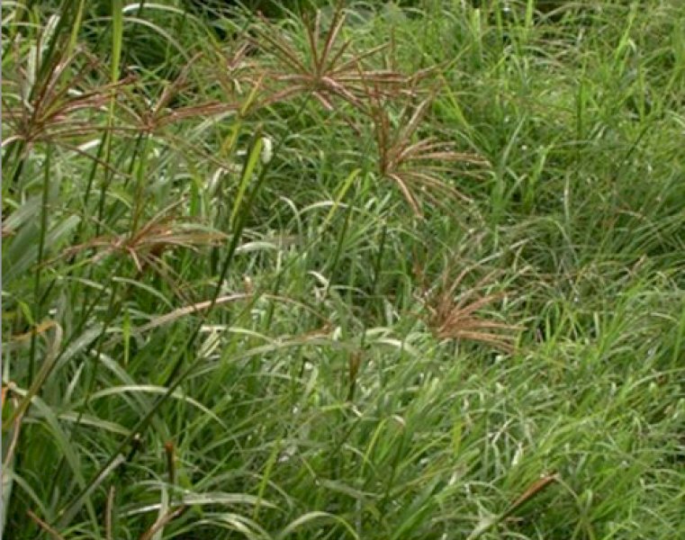 Early Spring Grass Seed - Stock clear out - moving shed SALE - Heavily Discounted - While Stocks Last