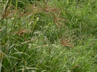 Early Spring Grass Seed - Stock clear out - moving shed SALE - Heavily Discounted - While Stocks Last