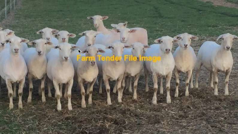 WANTED 30-50 Aussie White Ewes
