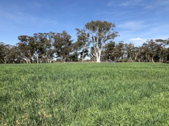 150  Oats Bales for Sale 5x4 Rolls av weight 375kg