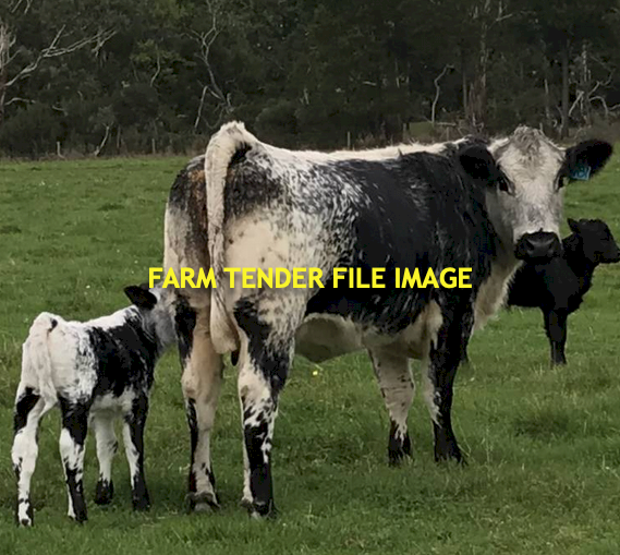 2 x Speckle Park Cows with calf at foot