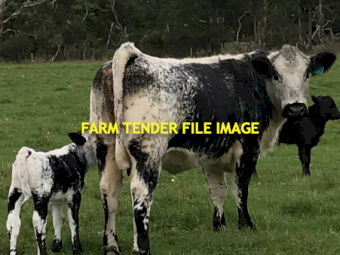 2 x Speckle Park Cows with calf at foot
