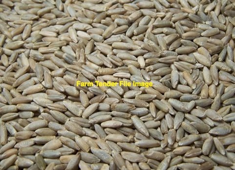 60mt Corn Rye