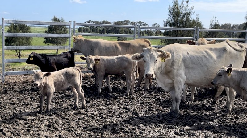 20x20 Very good Quality Young Charbray Cows and Calves