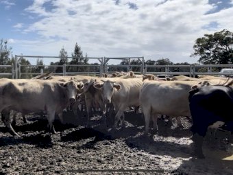 20x20 Very good Quality Young Charbray Cows and Calves
