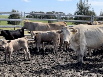 20x20 Very good Quality Young Charbray Cows and Calves