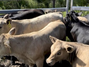 20x20 Very good Quality Young Charbray Cows and Calves