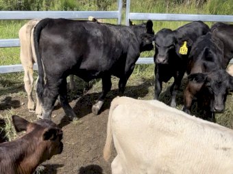 20x20 Very good Quality Young Charbray Cows and Calves