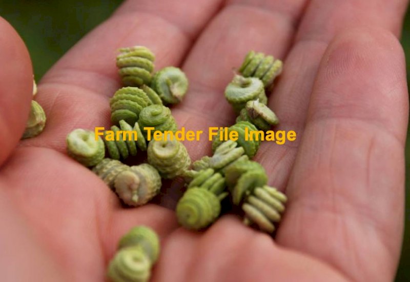 WANTED Cavalier Medic Seed