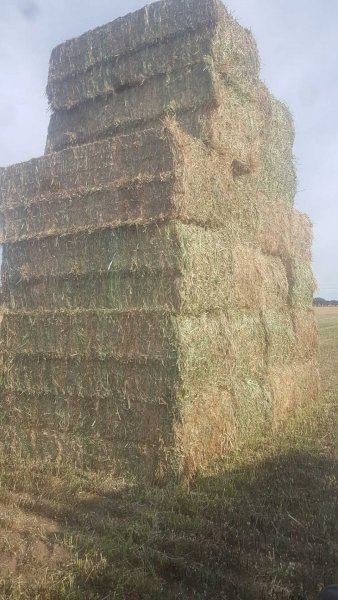 110mt Arrowleaf Clover Hay 650-700kg 8x4x3 HD Bales