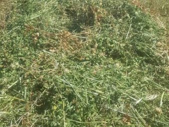110mt Arrowleaf Clover Hay 650-700kg 8x4x3 HD Bales
