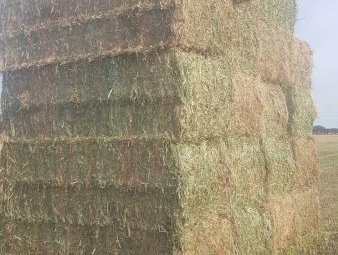 110mt Arrowleaf Clover Hay 650-700kg 8x4x3 HD Bales