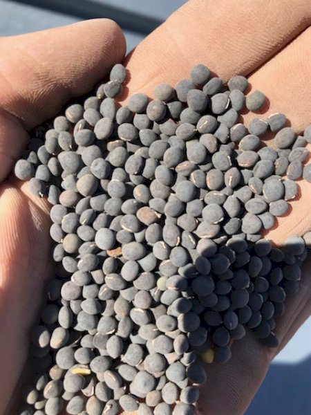 25-30 mt Popany Vetch Seed