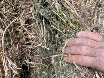 120mt Vetch Hay 8x4x3 Bales