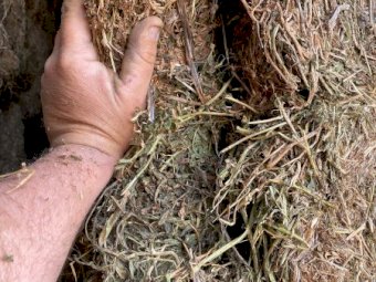 120mt Vetch Hay 8x4x3 Bales