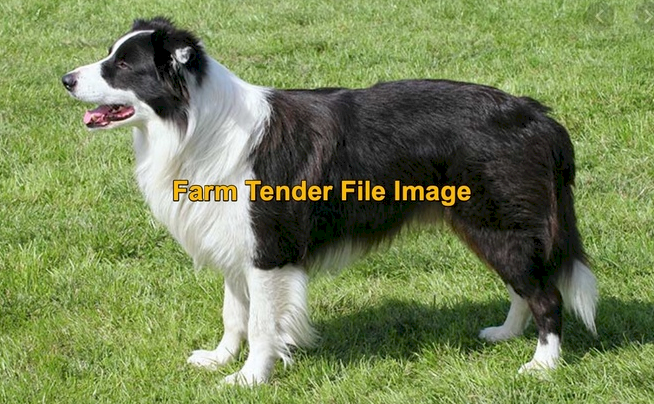 WANTED Long Haired Male Border Collie Pup