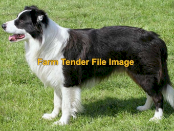 WANTED Long Haired Male Border Collie Pup
